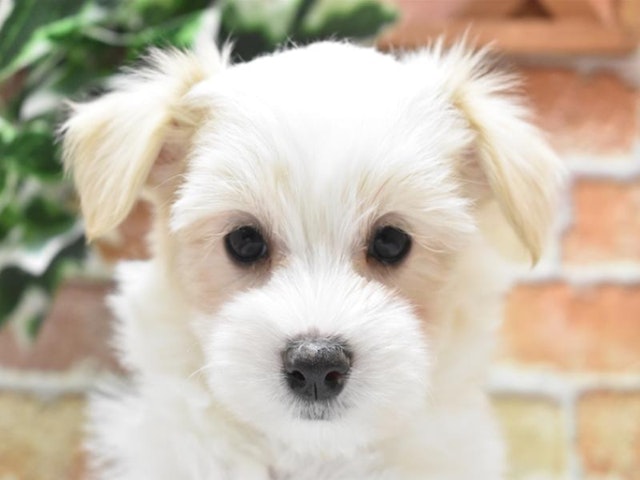長野県のハーフ犬・ミックス犬 (ペッツワン塩尻店/2024年3月10日生まれ/女の子/ホワイトアプリコット)の子犬